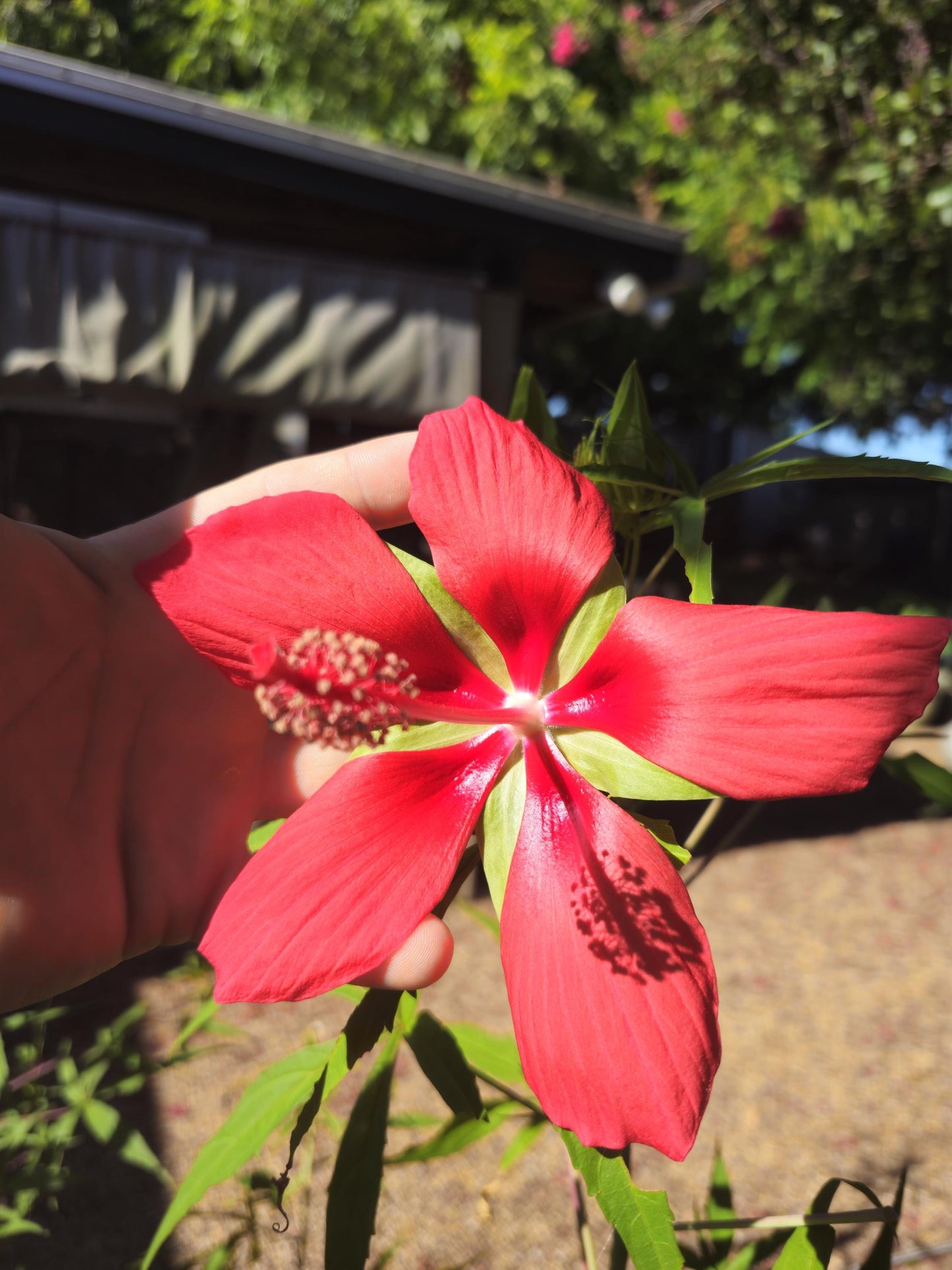 Hibiscus coccineus, Scarlet rosemallow, Texas star hibiscus growing in north texas garden