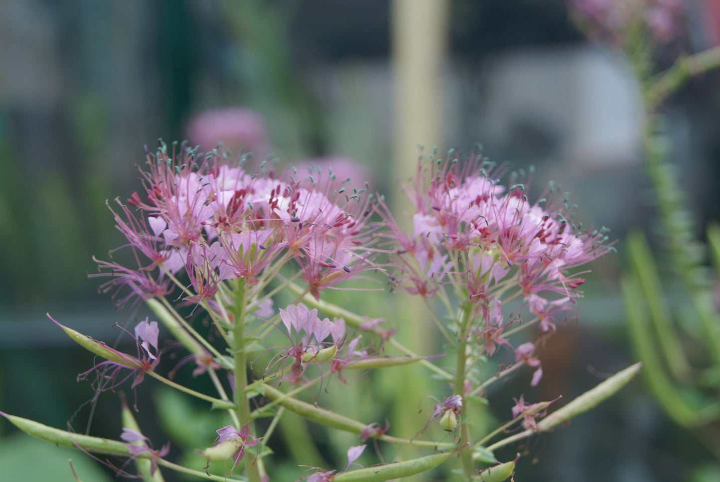 Red Whisker Clammyweed Native Seeds (Polanisia dodecandra)