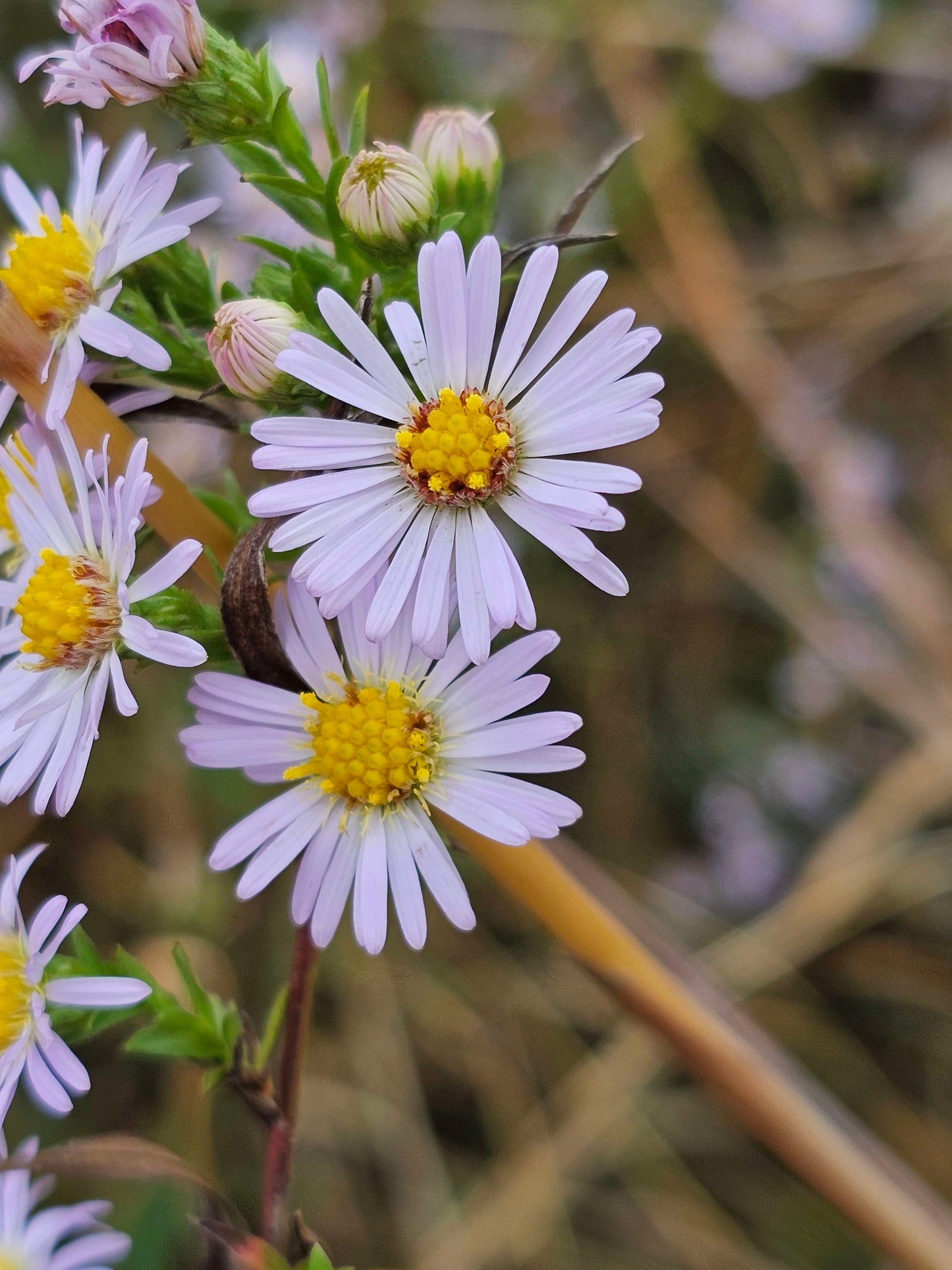 Texas Heath Aster Native Seeds (Symphyotrichum ericoides)