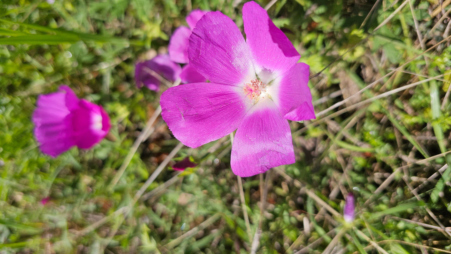 Tall Poppy Mallow Native Seeds (Callirhoe leiocarpa)