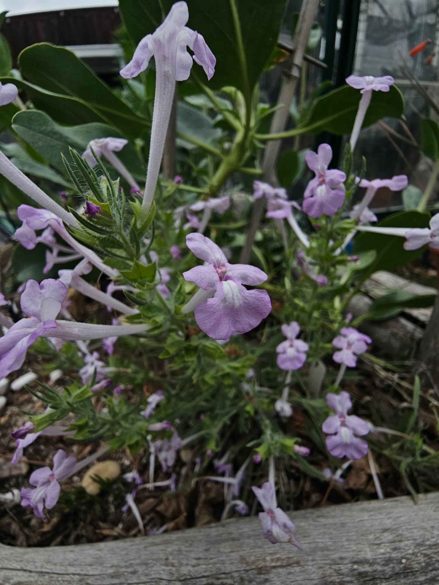 Clustered Sage Rare Seeds (Salvia whitehousei)