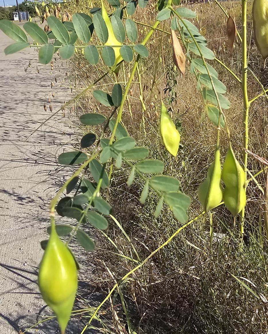 Bladderpod Native Seeds (Sesbania vesicaria)
