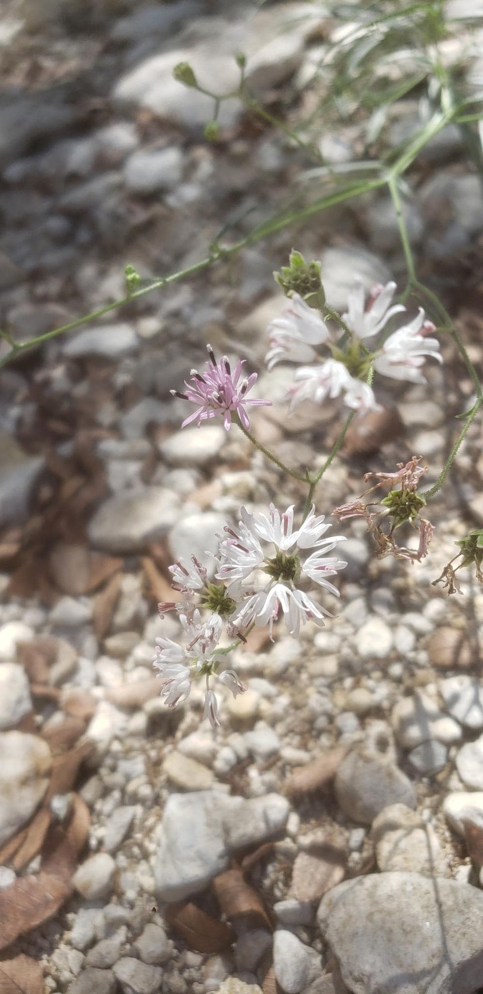 Small Palafox Native Seeds (Palafoxia callosa)