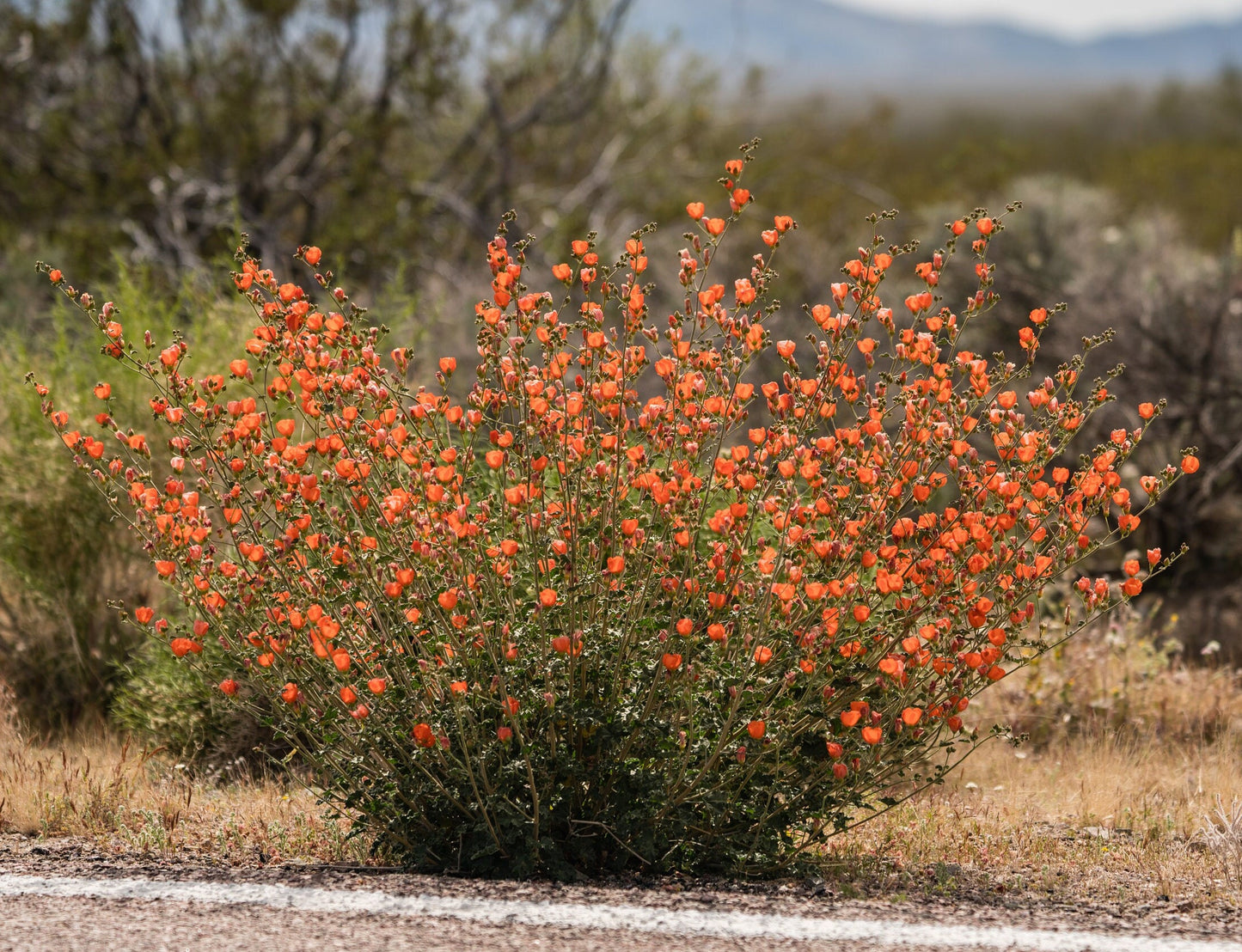 Apricot Desert Globemallow Native Seeds (Sphaeralcea ambigua)