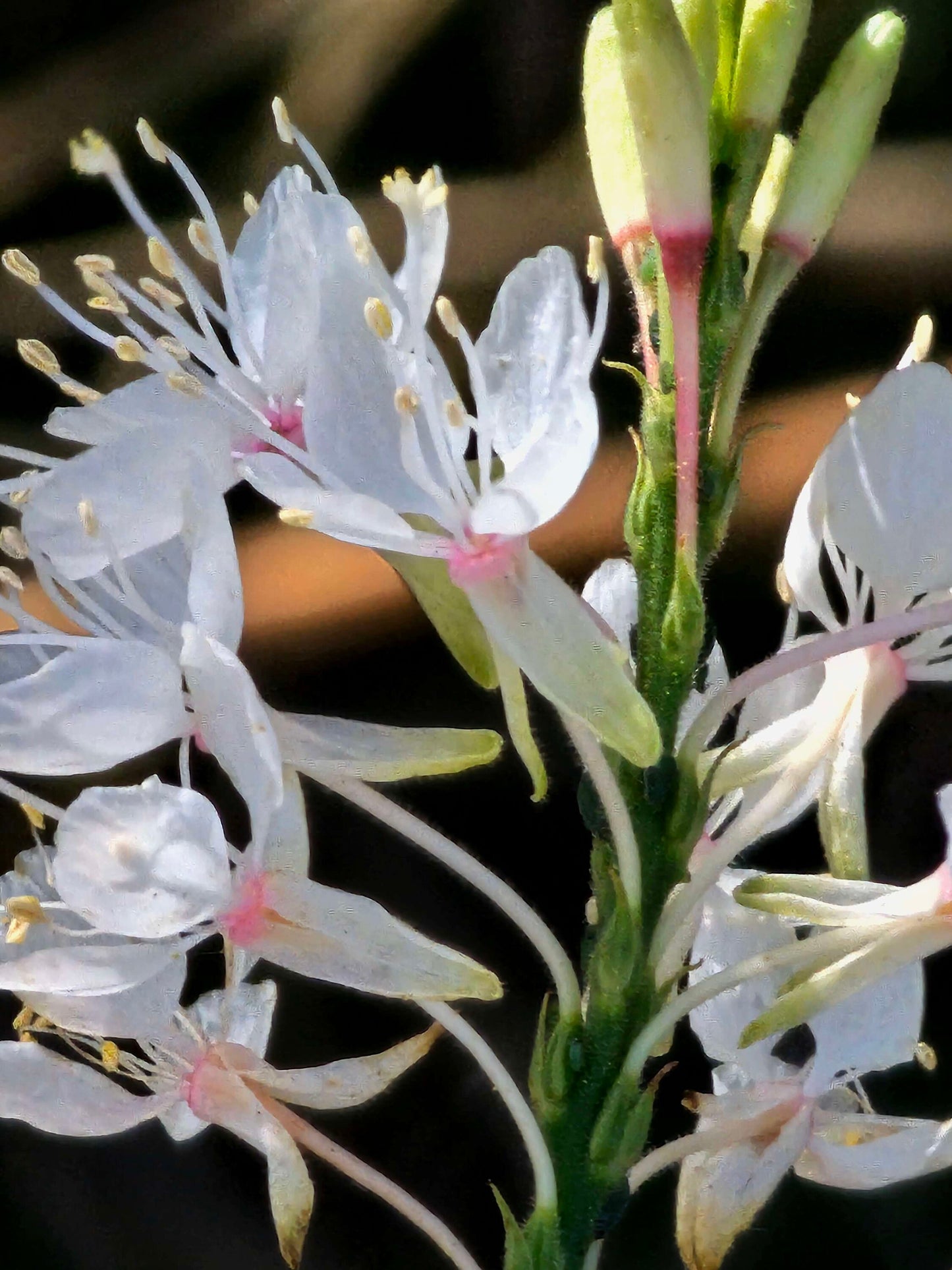 False Guara Native Seeds (Oenothera glaucifolia)