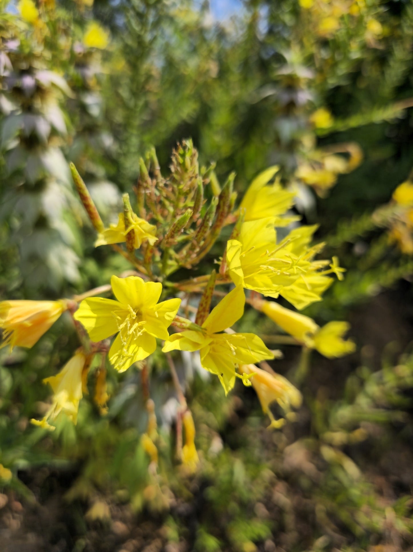 Sand Evening Primrose Native Seeds (Oenothera rhombipetala)