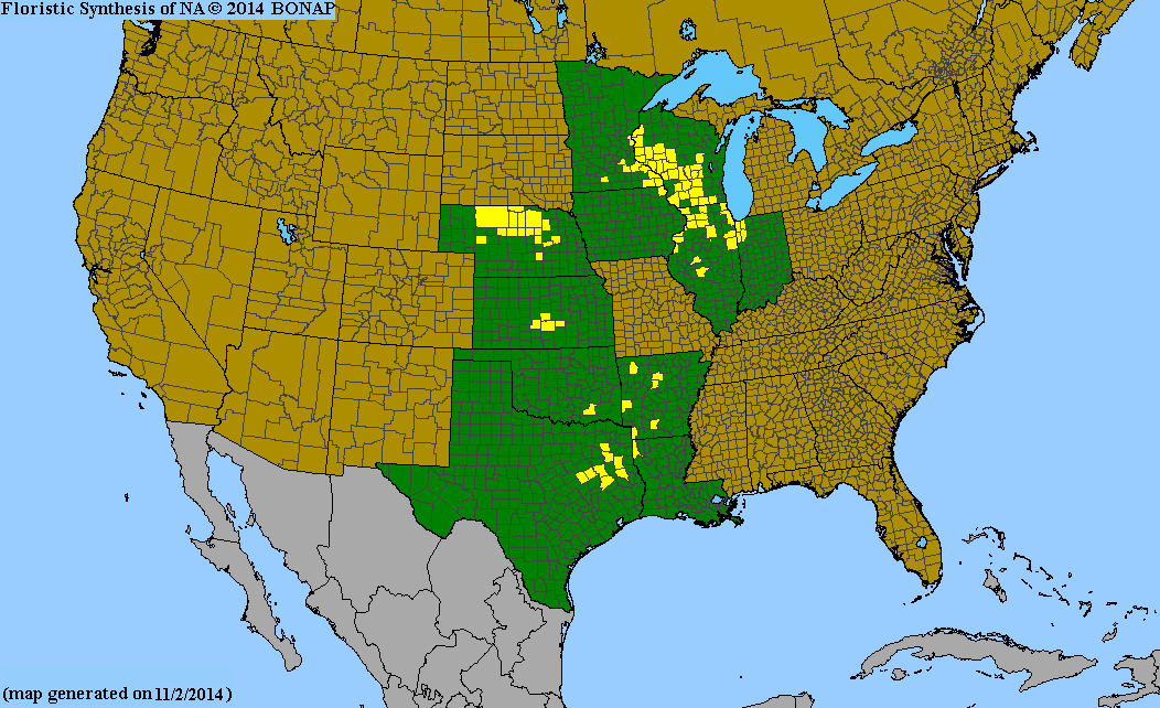 A map of the United States showing the floristic synthesis (distribution) of Sand Fame Flower (Phemeranthus rugospermus), with states highlighted in green and yellow on a light blue ocean background.