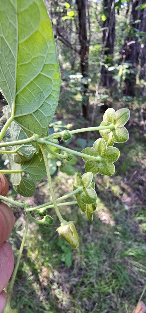 Pearl Milkweed Vine Native Seeds (Matelea reticulata)