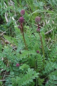 Sanguisorba Burnet Herb Seeds (Sanguisorba minor)