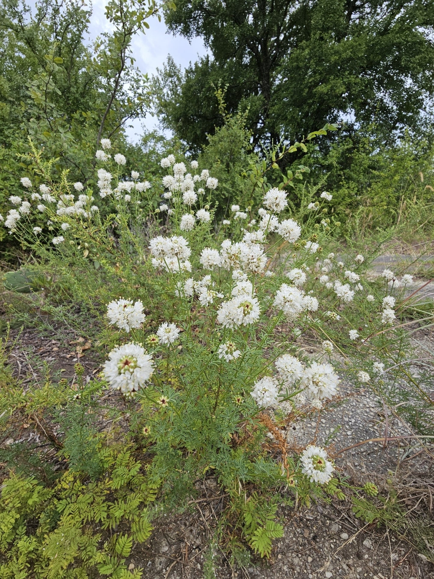 Roundhead Prairie Clover Native Seeds (Dalea multiflora)