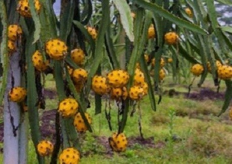 Gold Dragonfruit (Hylocereus megalanthus)