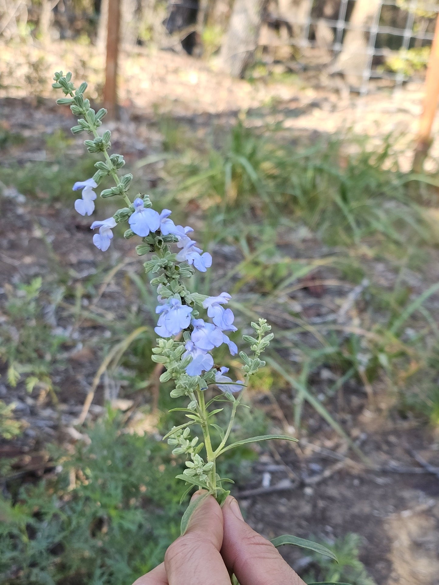 Giant Blue Sage Native Seeds (Salvia azurea) Pitcher Sage, Sky Blue Native Wildflower, Beautiful & Easy to Grow