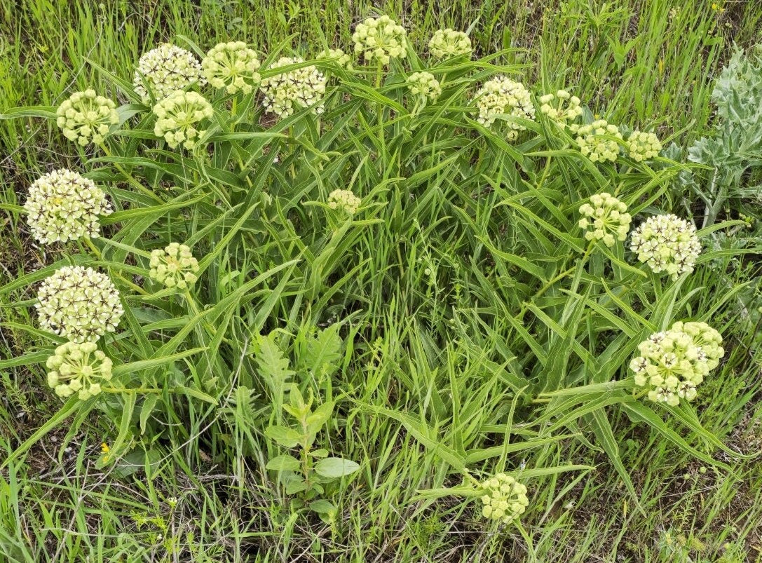 Antelope Horns Milkweed Native Seeds (Asclepias asperula) Spider Milkweed. Green-flowered Milkweed, Monarch Butterfly Host Plant
