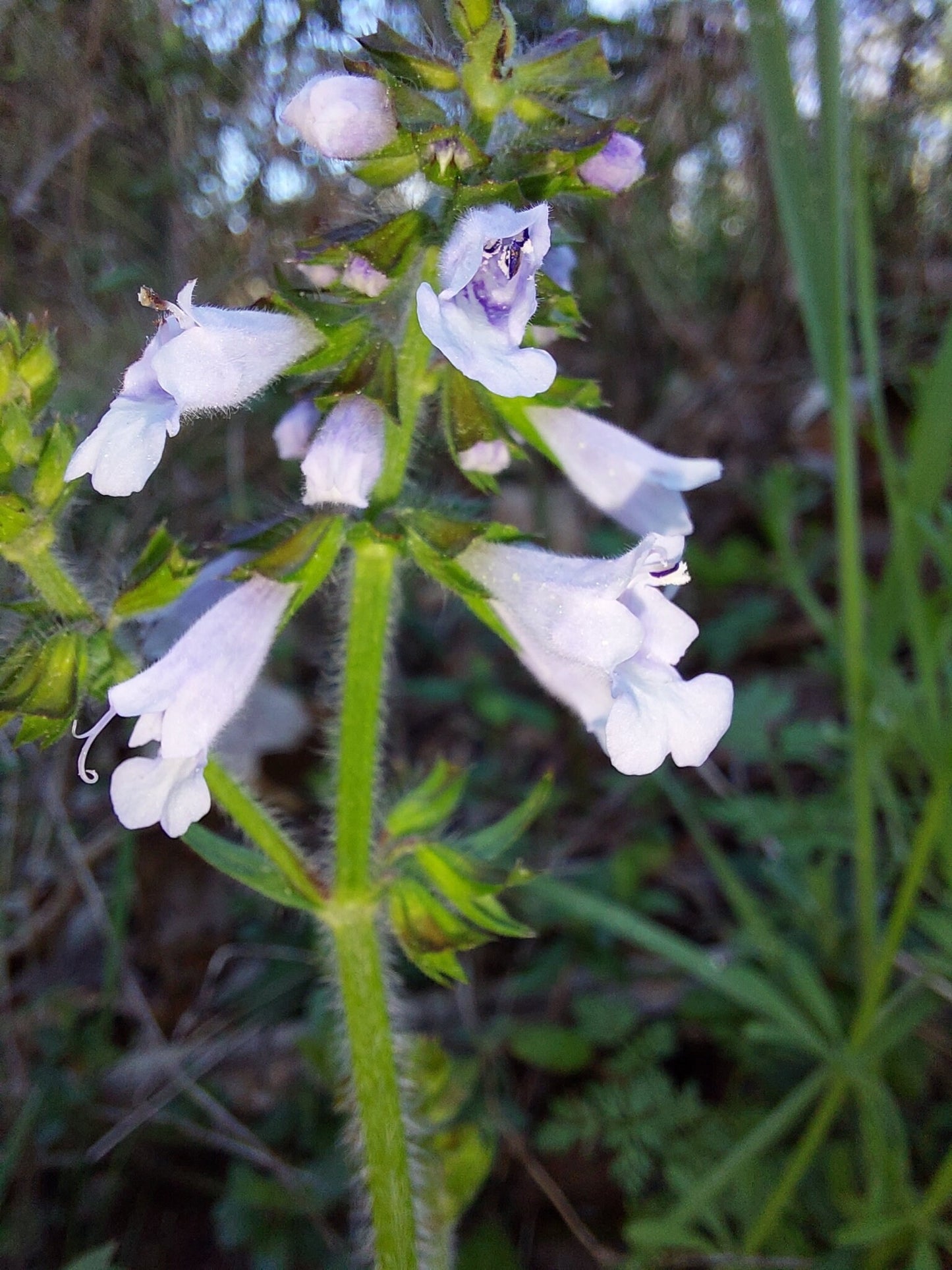 Lyreleaf Sage Live Plants (Salvia lyrata)
