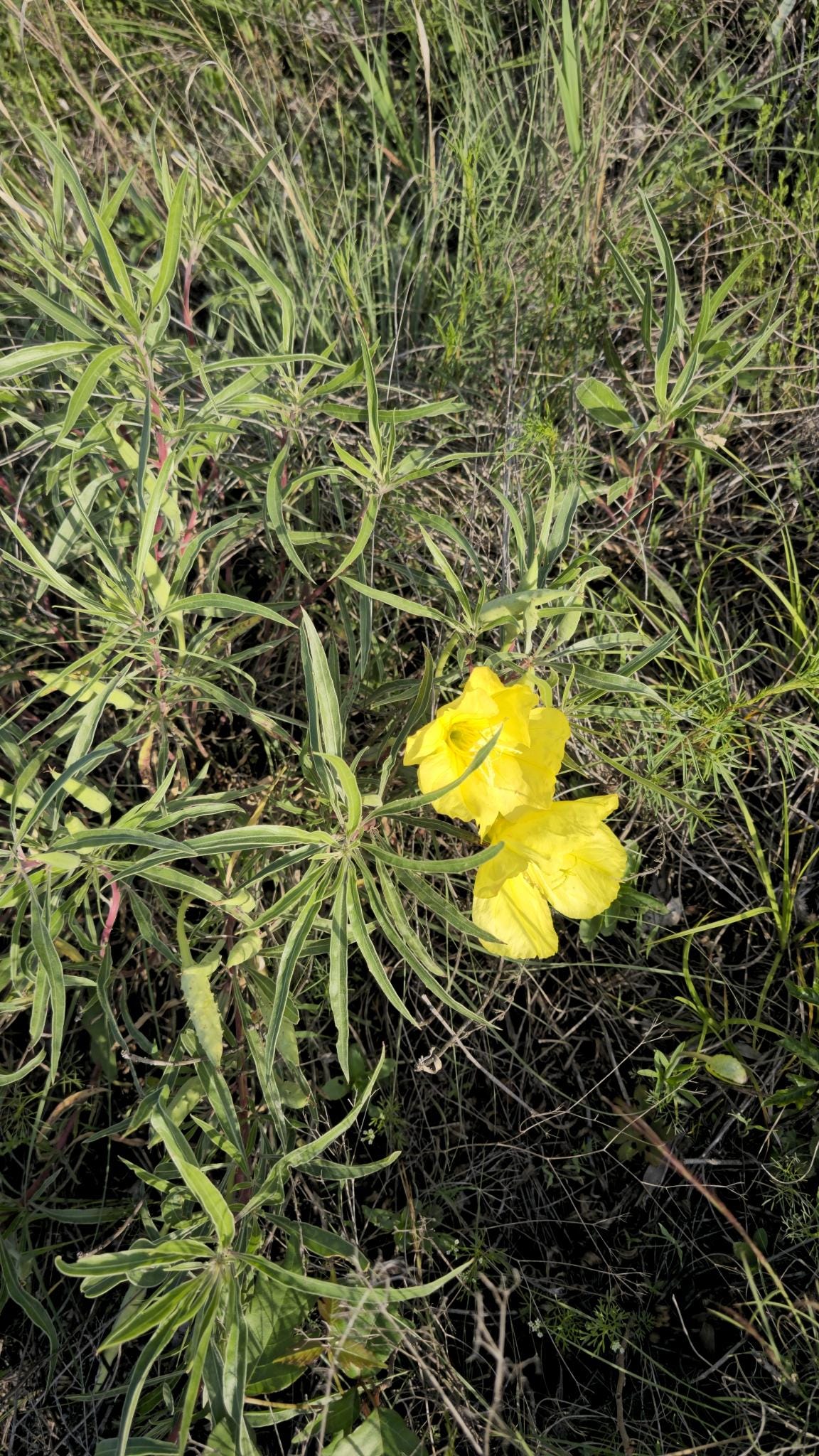 Bigfruit Evening Primrose Native Seeds (Oenothera macrocarpa) Missouri Evening Primrose, Host Plant