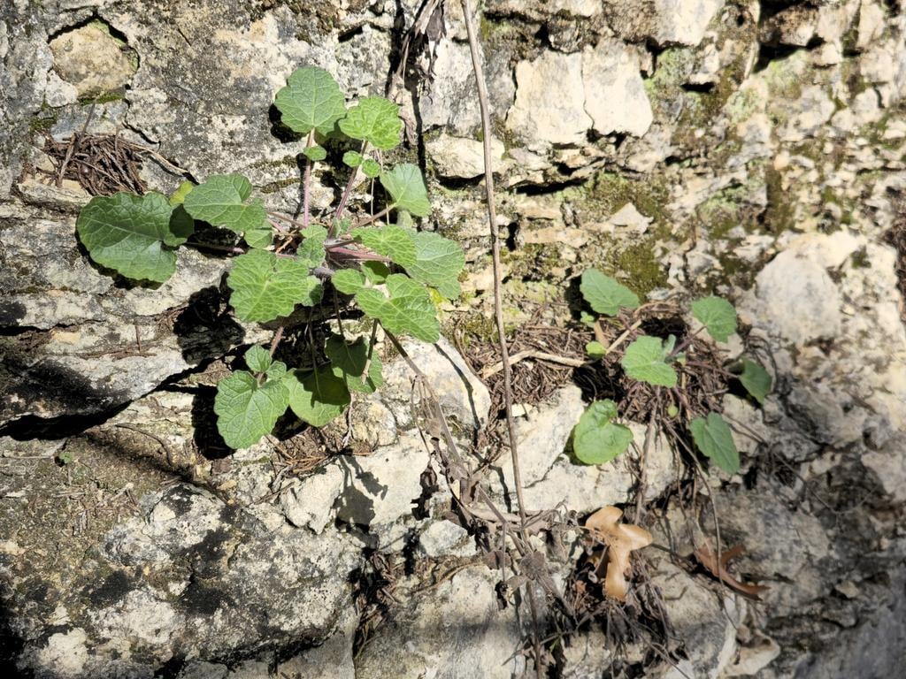 Cedar Sage Native Seeds (Salvia roemeriana)