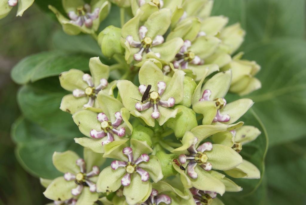 Green Milkweed Native Seeds (Asclepias viridis) Spider Milkweed. Green-flowered Milkweed, Monarch Butterfly Host Plant