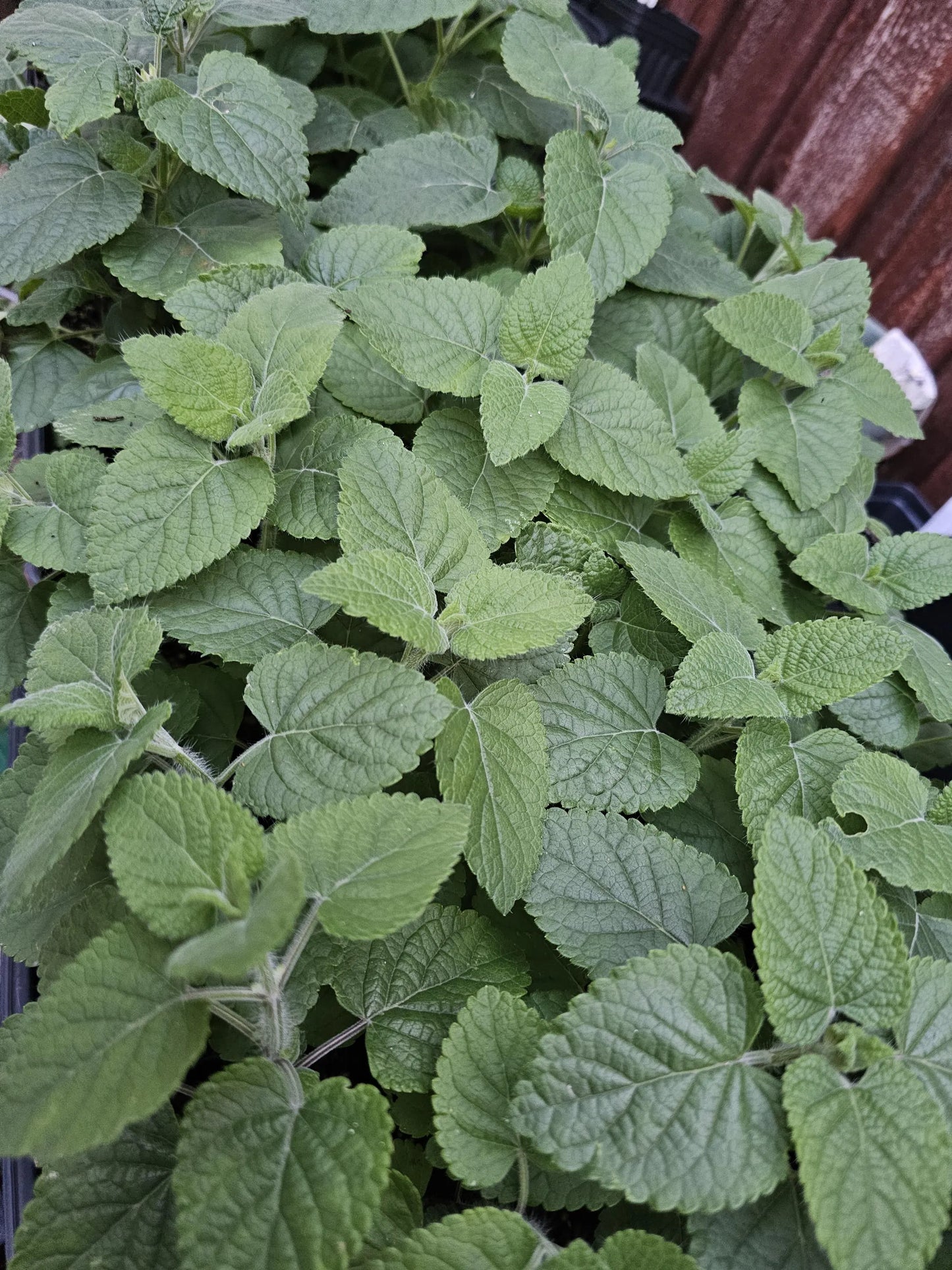 Scarlet Sage Live Plants (Salvia coccinea) Hummingbird attractant