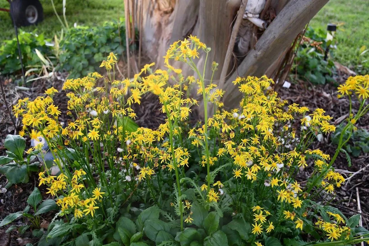 Golden Groundsel Native Seeds (Packera obovata)
