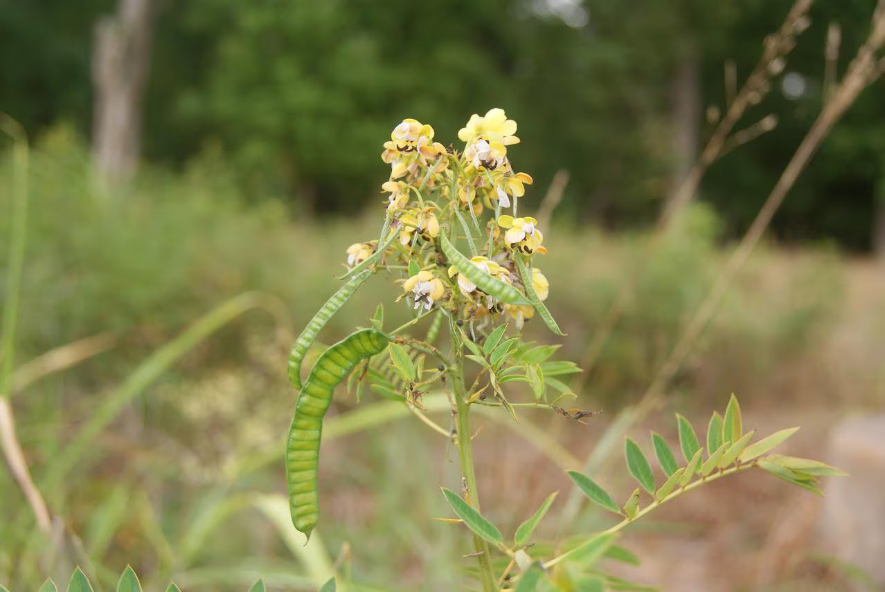 Maryland Senna Live Plants (Senna marilandica)