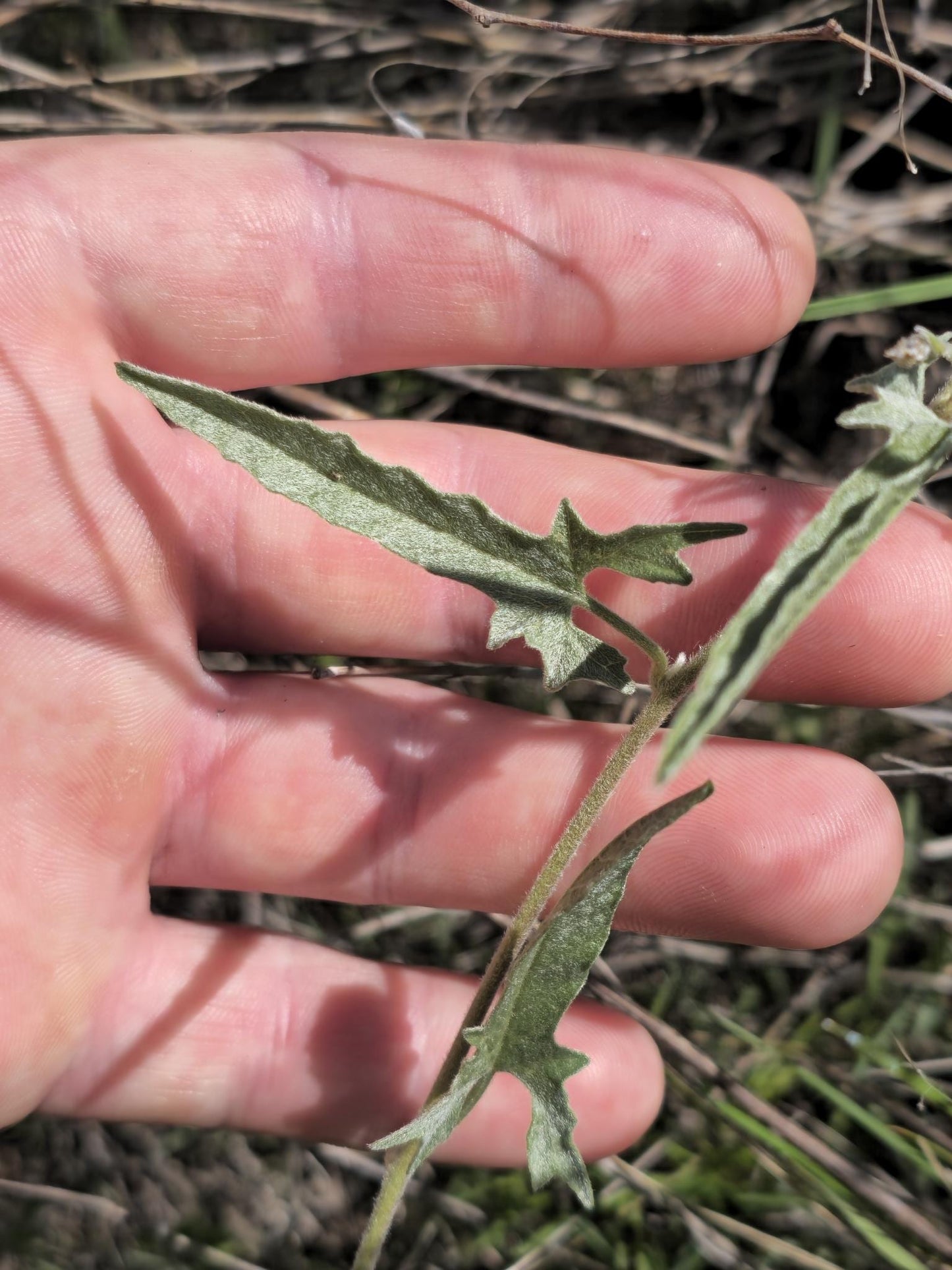 Texas Bindweed Native Morning Glory Seeds (Convolvulus equitans)