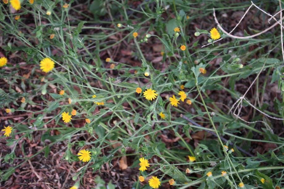 Fragrant Camphorweed Native Seeds (Heterotheca subaxillaris) Drought Tolerant, Sandy Soils
