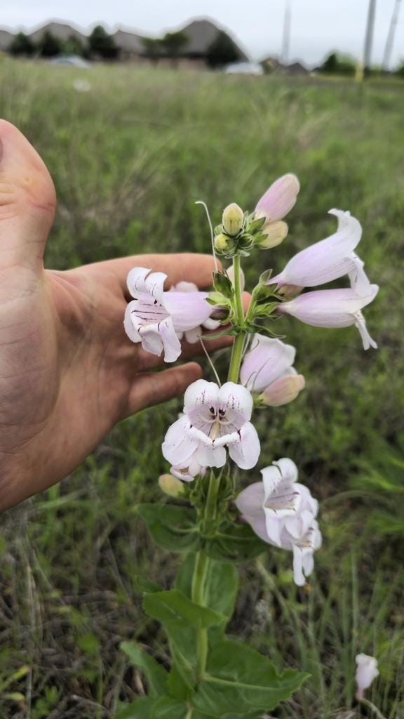 Showy Beardtongue Seeds (Penstemon cobaea) Drought Tolerant Texas Native
