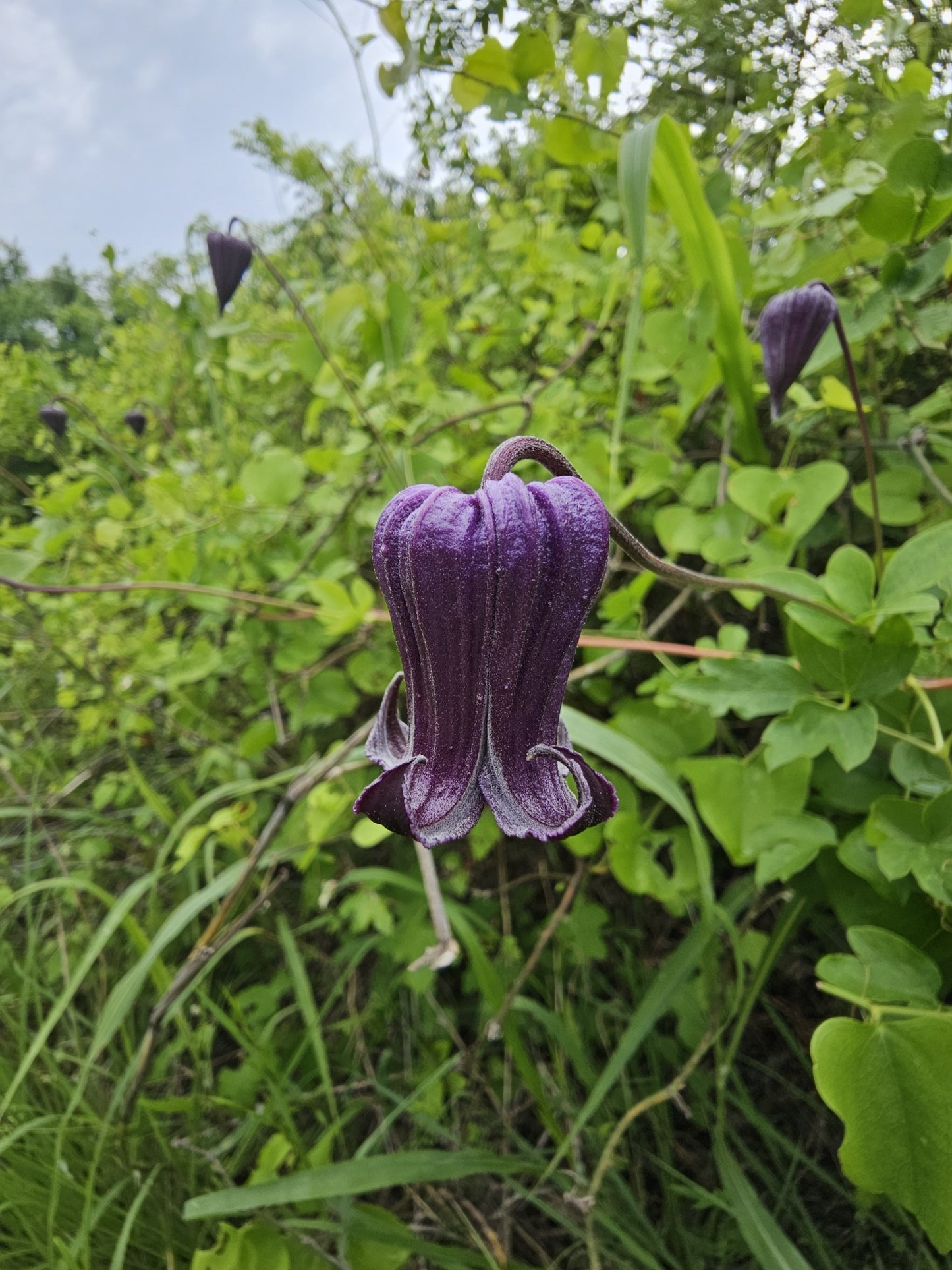 Purple Leatherflower Rare Seeds (Clematis pitcheri)