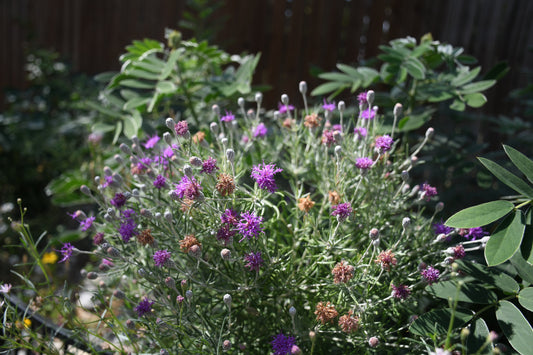 Woolly Ironweed (Vernonia lindheimeri) with silver leaves and purple blooms growing in Texas Hill Country