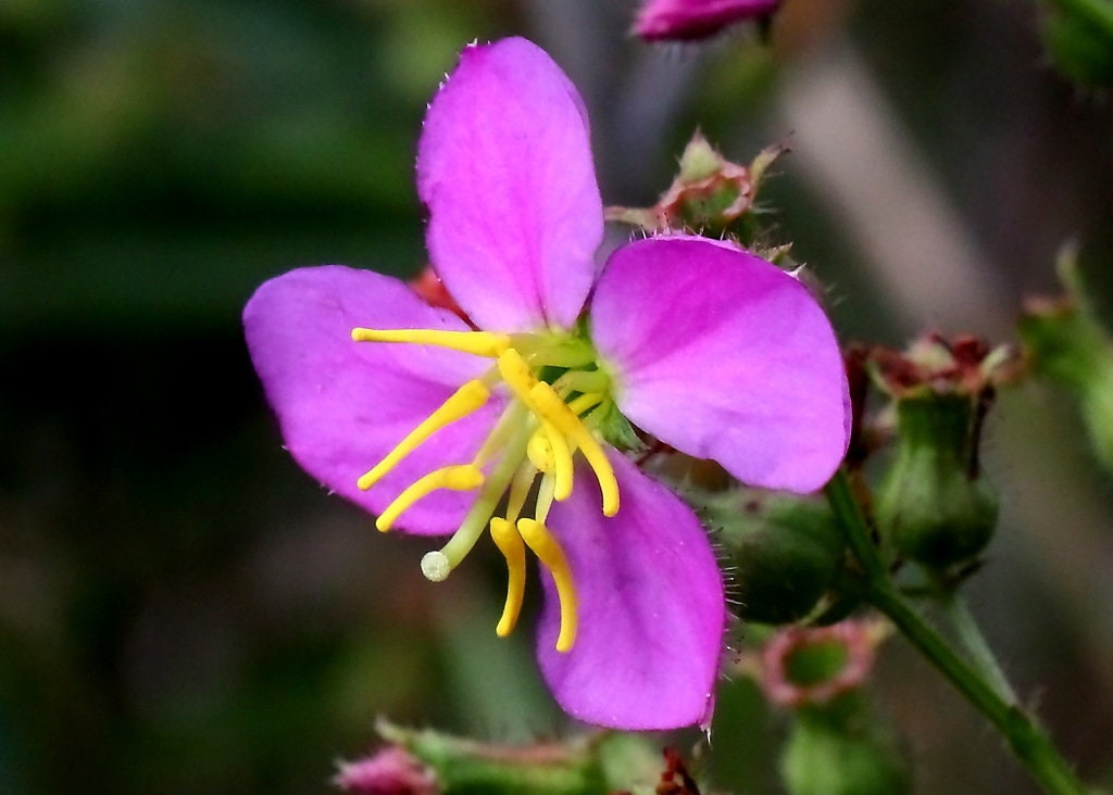 Wet-Tolerant Native Plants