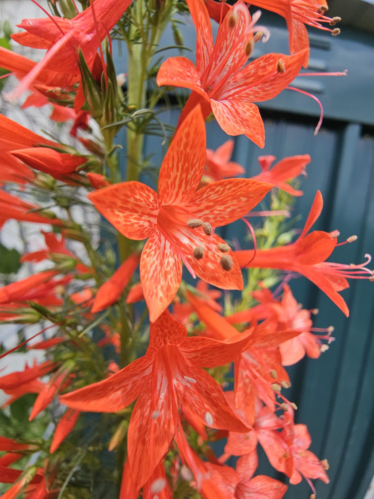 Annuals and Biennials