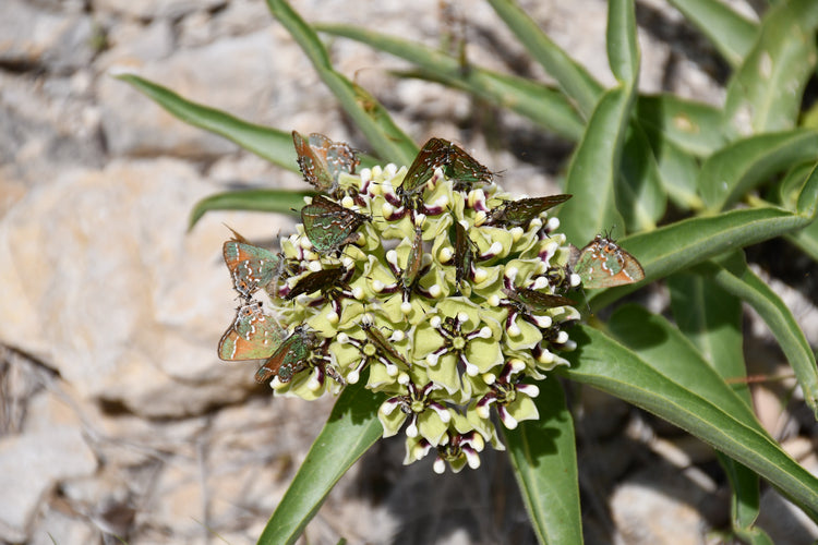 Host Plants