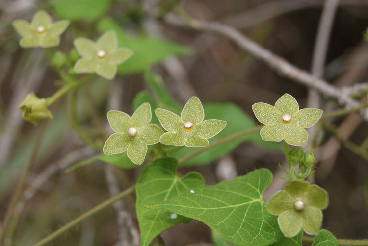 Vines/ Groundcovers