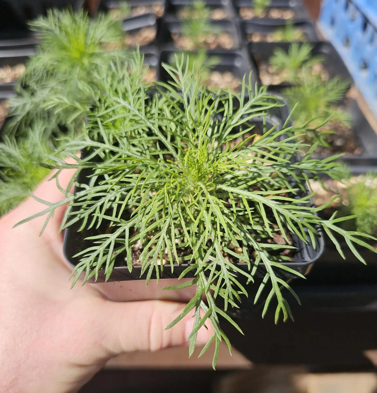 Live Plants