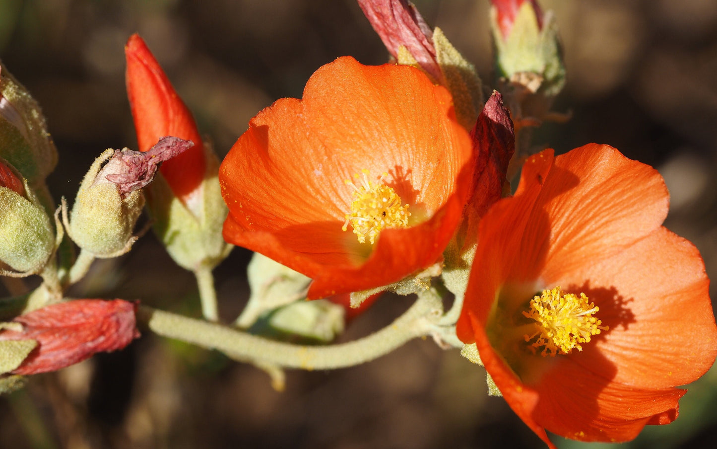 Apricot Desert Globemallow Native Seeds (Sphaeralcea ambigua)