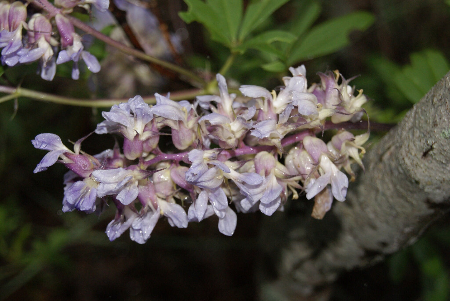 Largebract Indian Breadroot Rare Seeds (Pediomelum cuspidatum)