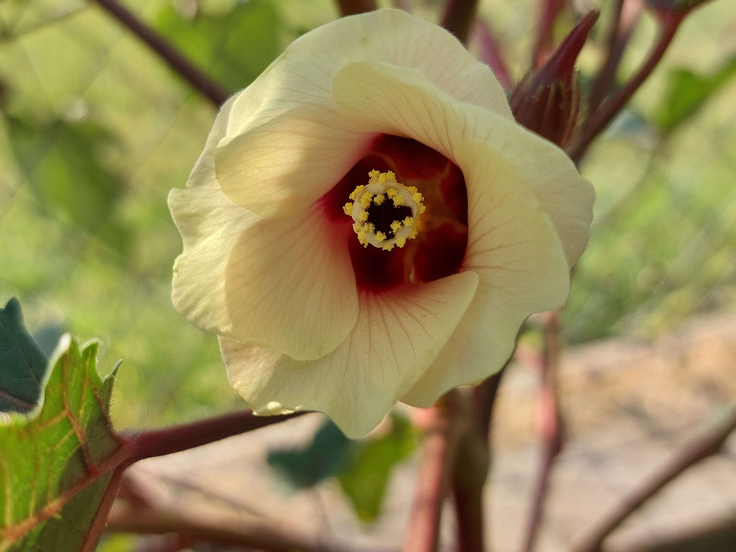 Jing Orange Okra