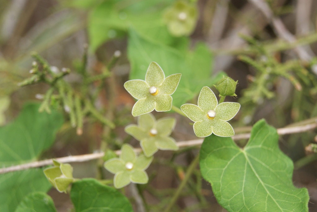 Pearl Milkweed Vine Native Seeds (Matelea reticulata)