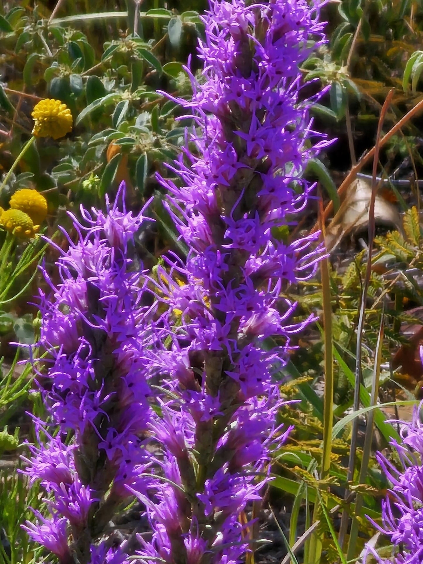 Dotted Blazing Star Native Seeds (Liatris punctata)