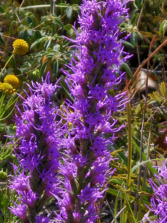 Dotted Blazing Star Native Seeds (Liatris punctata)