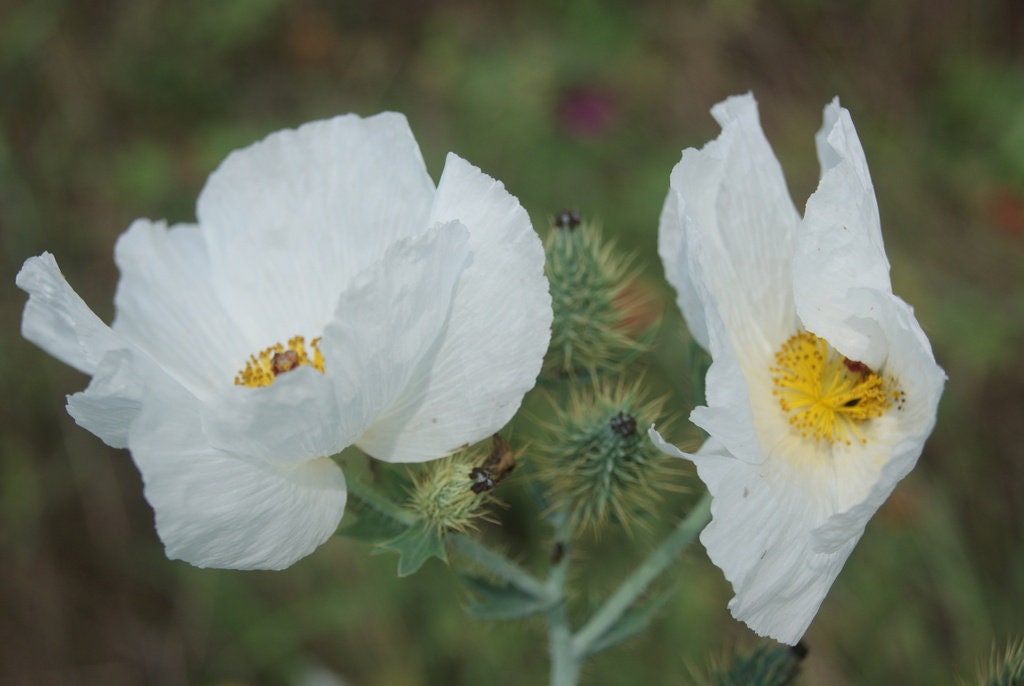 White Prickly Poppy Native Seeds (Argemone albiflora)