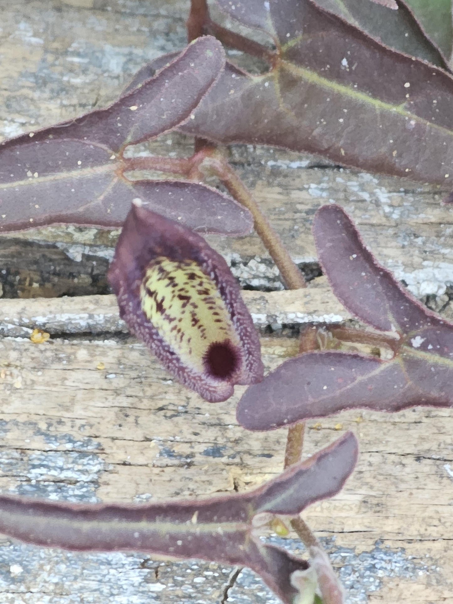 Desert Dutchman's Pipevine (Aristolochia watsonii)