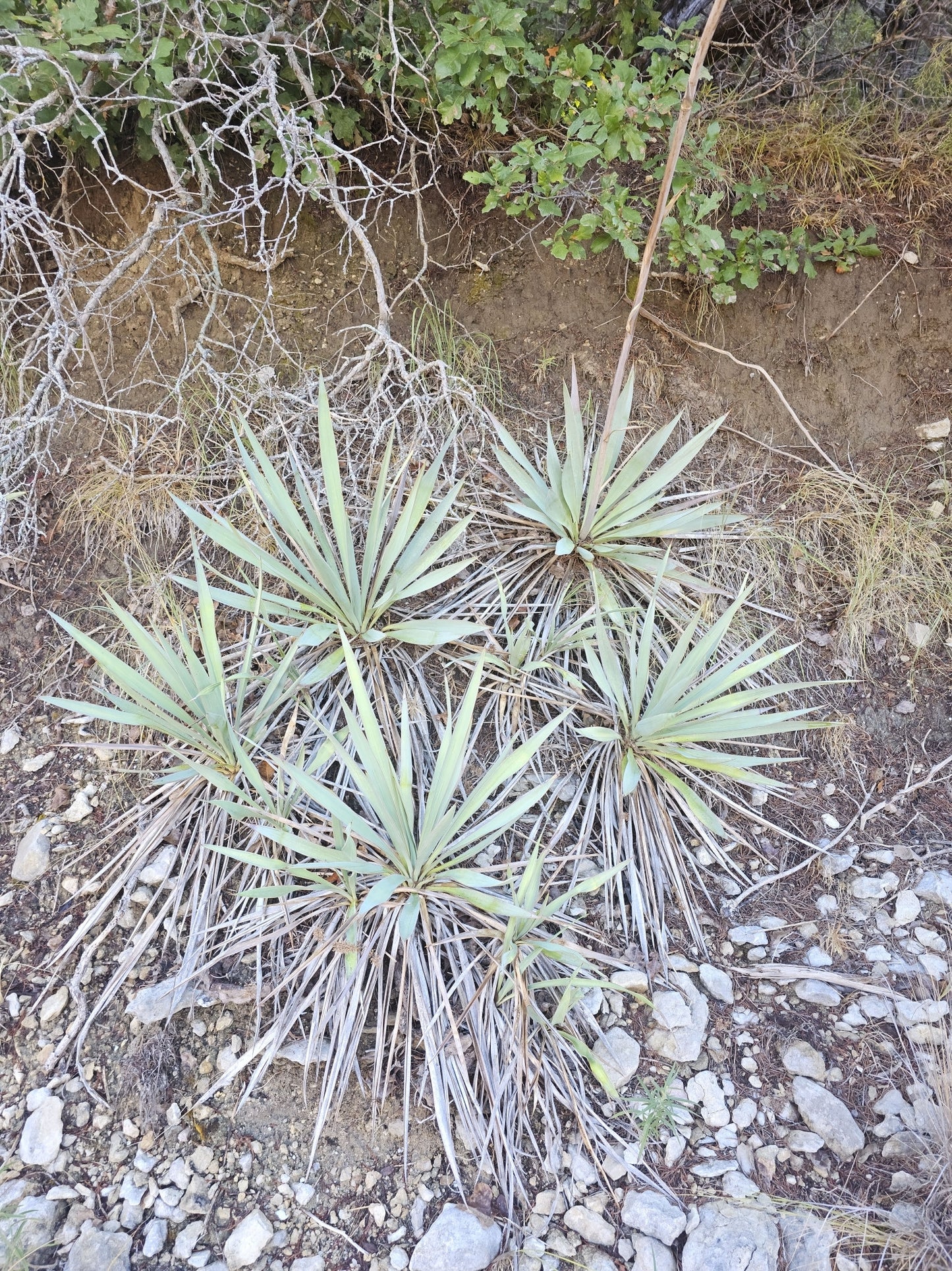 Pale Yucca Native Seeds (Yucca pallida)