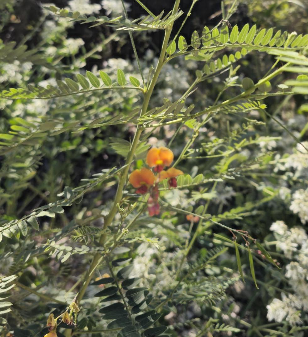 Bladderpod Native Seeds (Sesbania vesicaria)