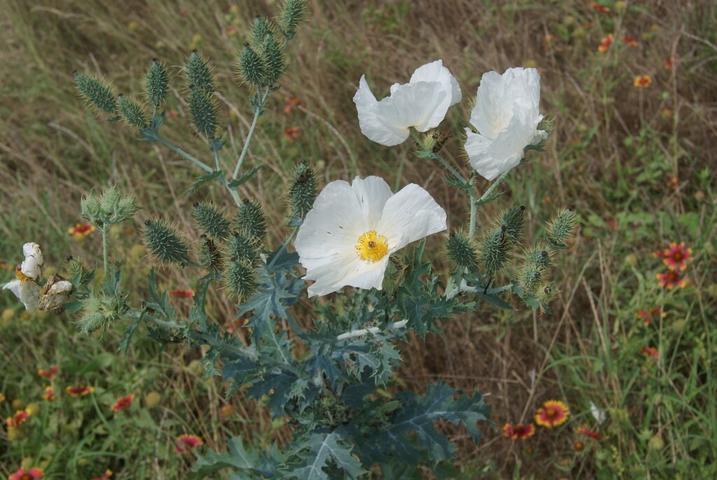 White Prickly Poppy Native Seeds (Argemone albiflora)