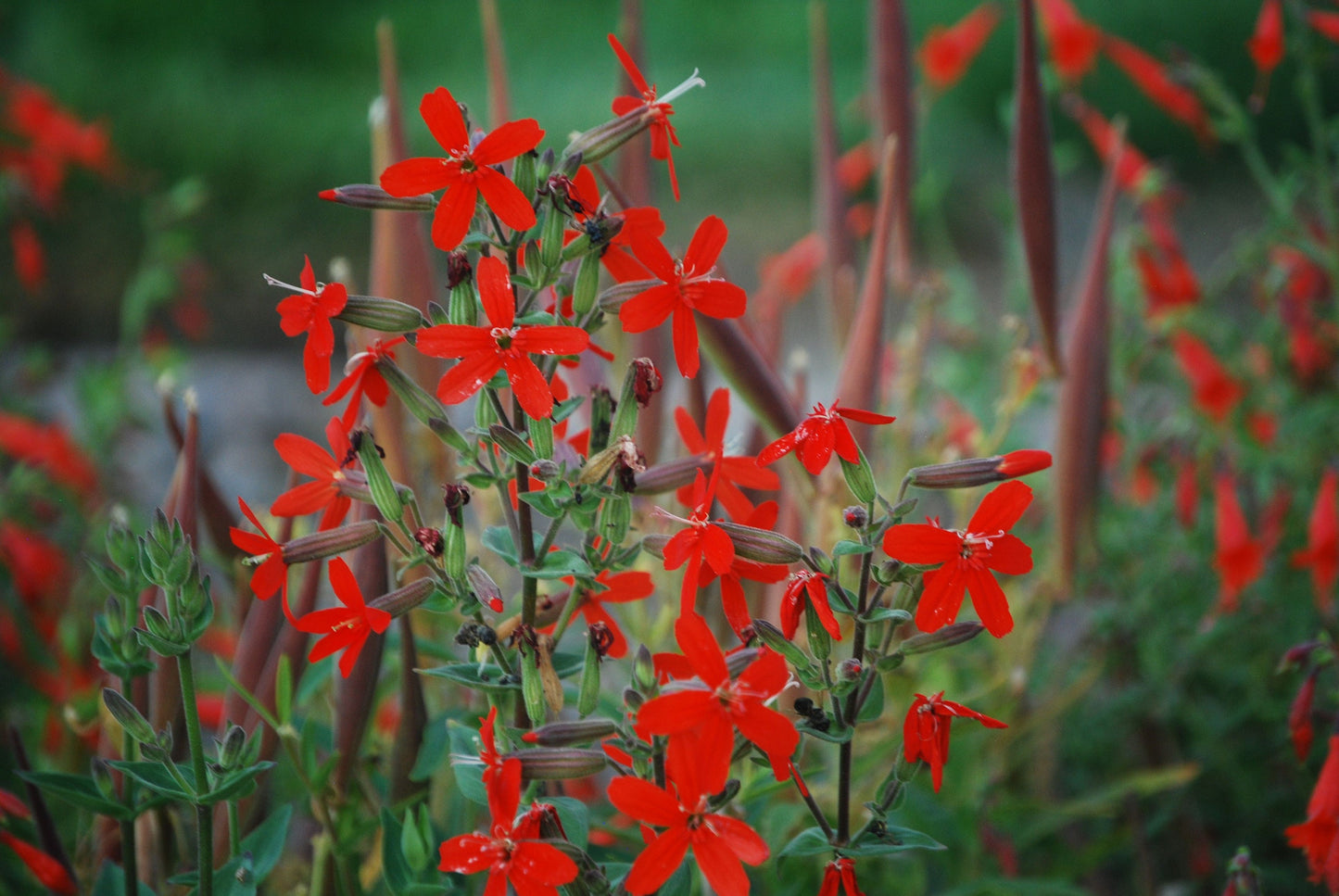 Royal Catchfly Native Seeds (Silene regia)