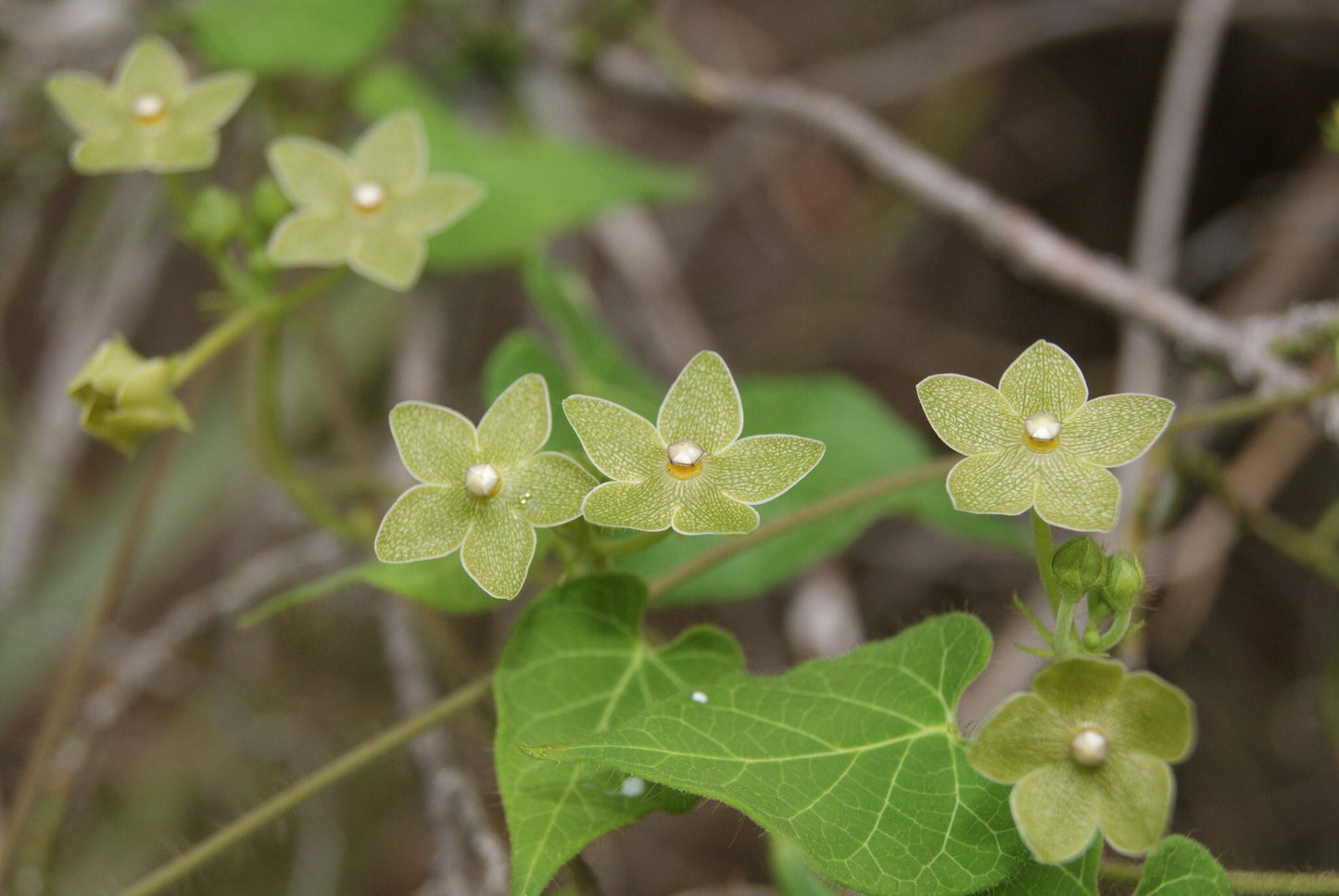 Pearl Milkweed Vine Native Seeds (Matelea reticulata)