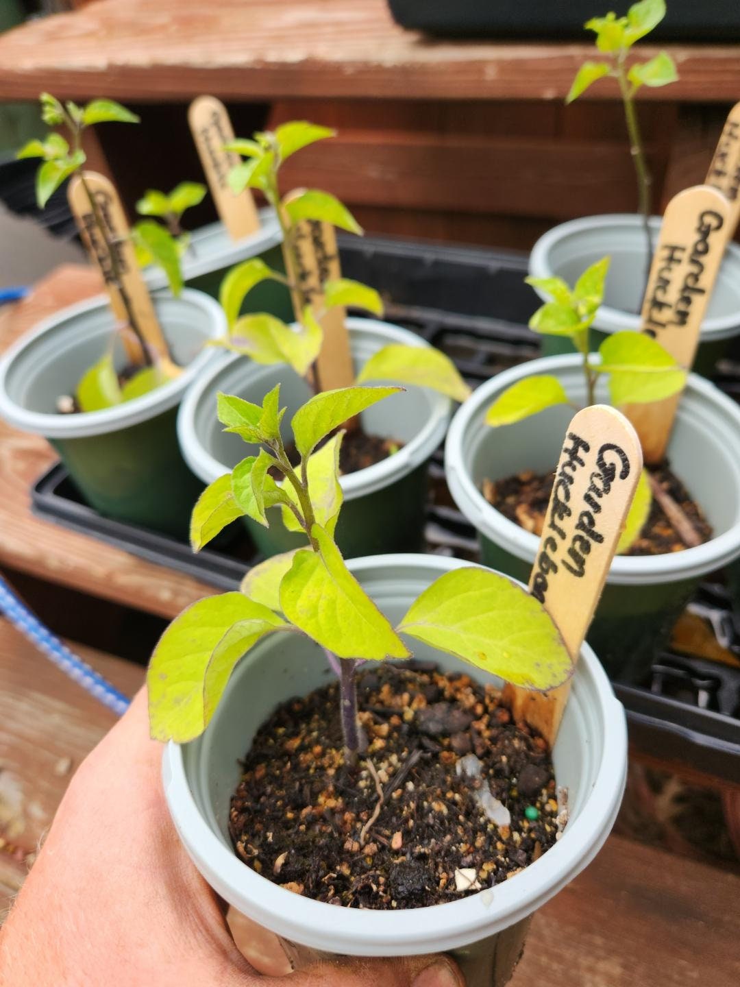 Garden Huckleberry (Solanum melanocerasum)