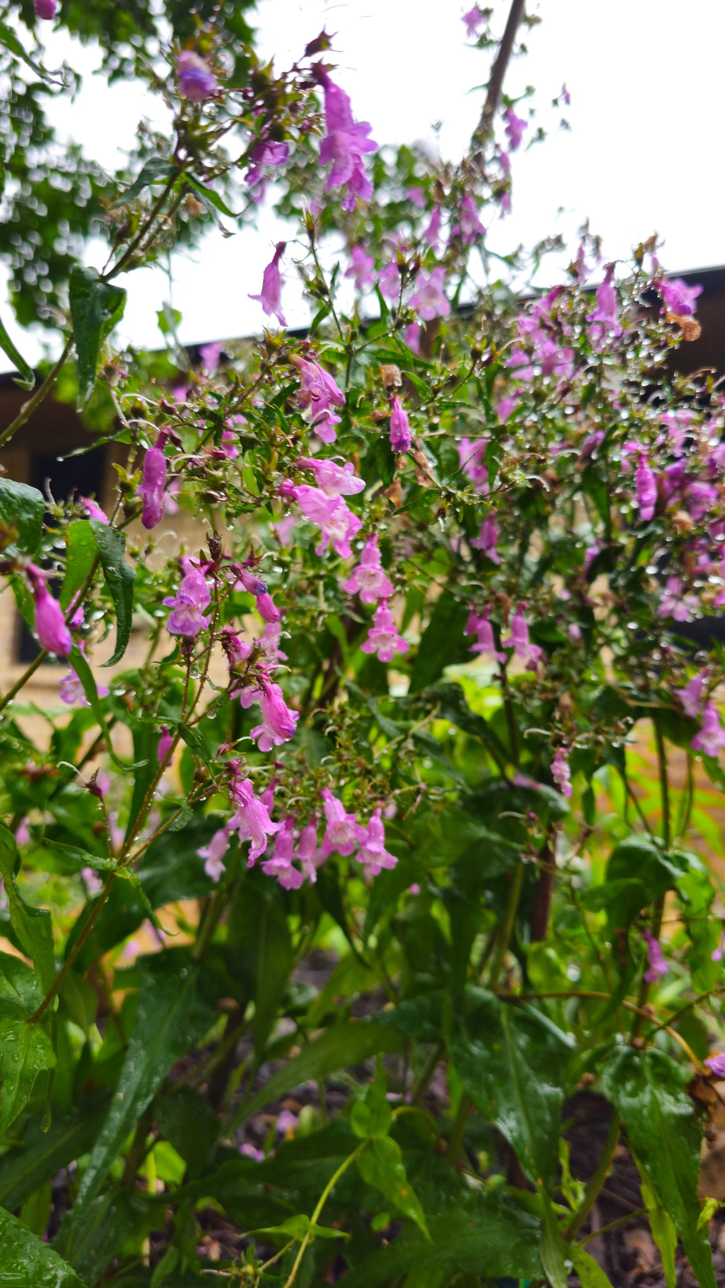 Brazos Penstemon Native Seeds (Penstemon tenuis)