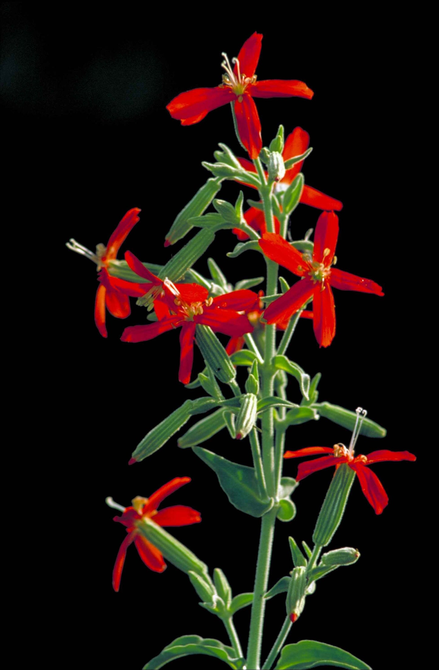 Royal Catchfly Native Seeds (Silene regia)